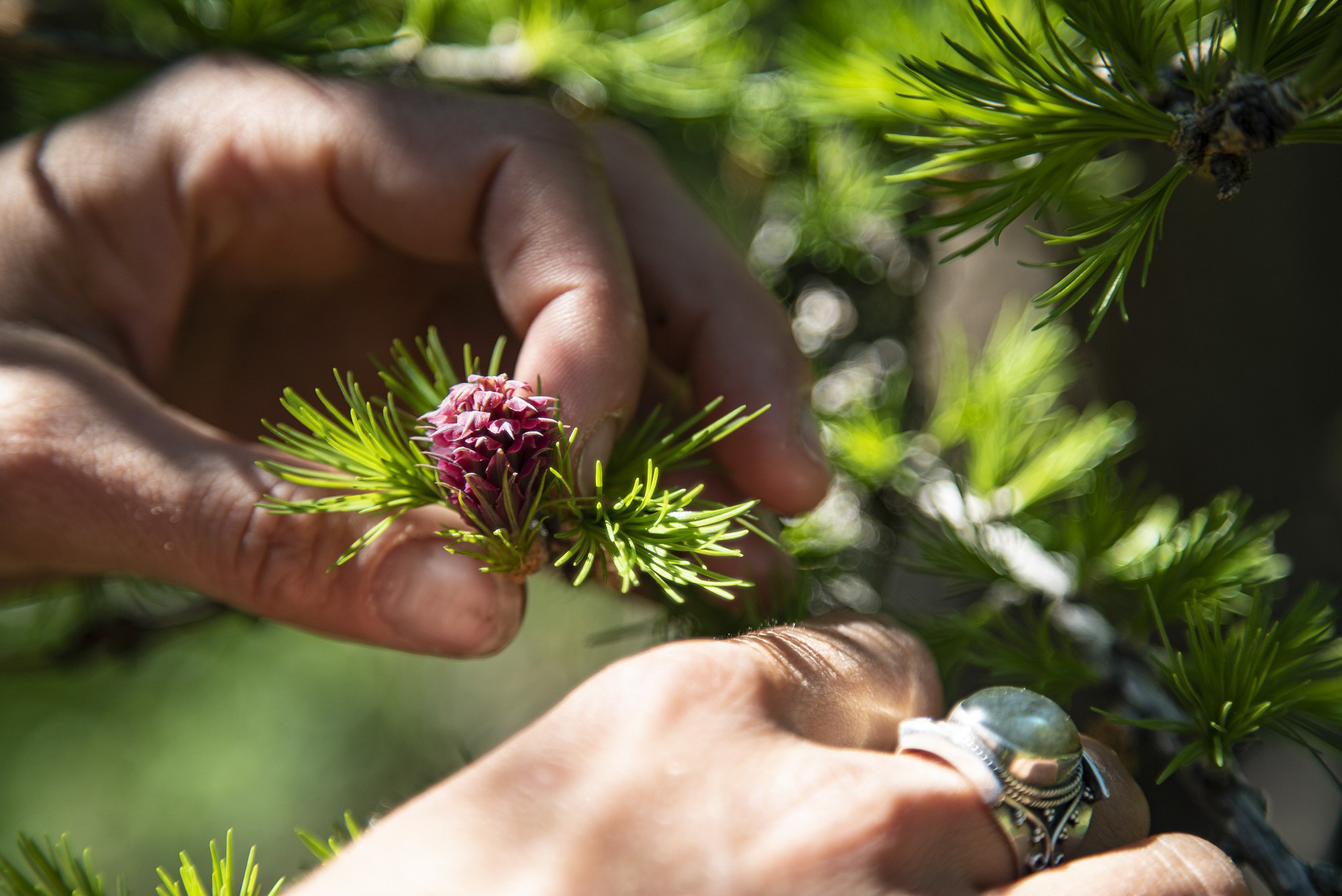 Stage Plantes à tout faire